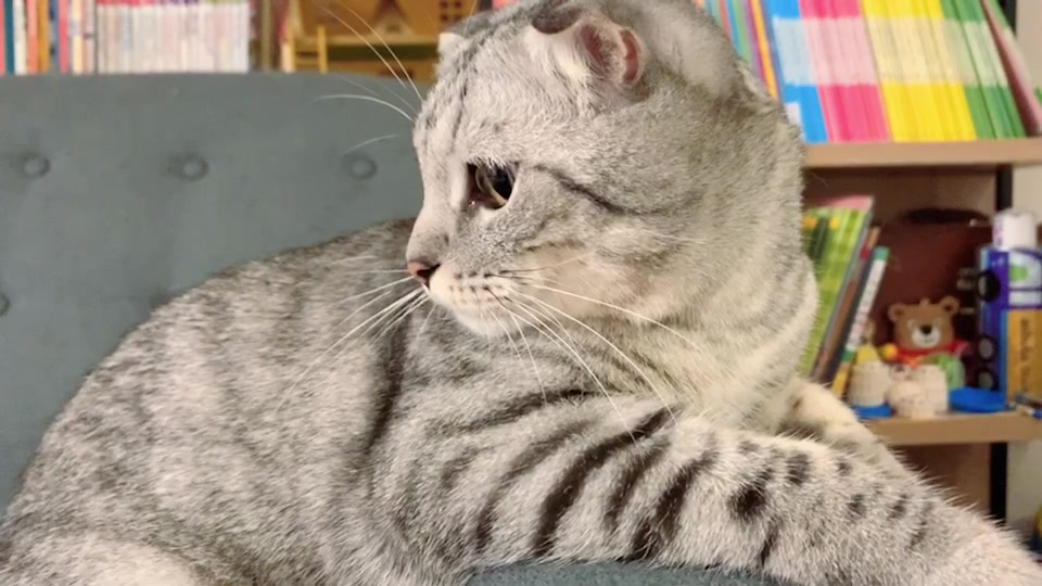 @Yuliandcats