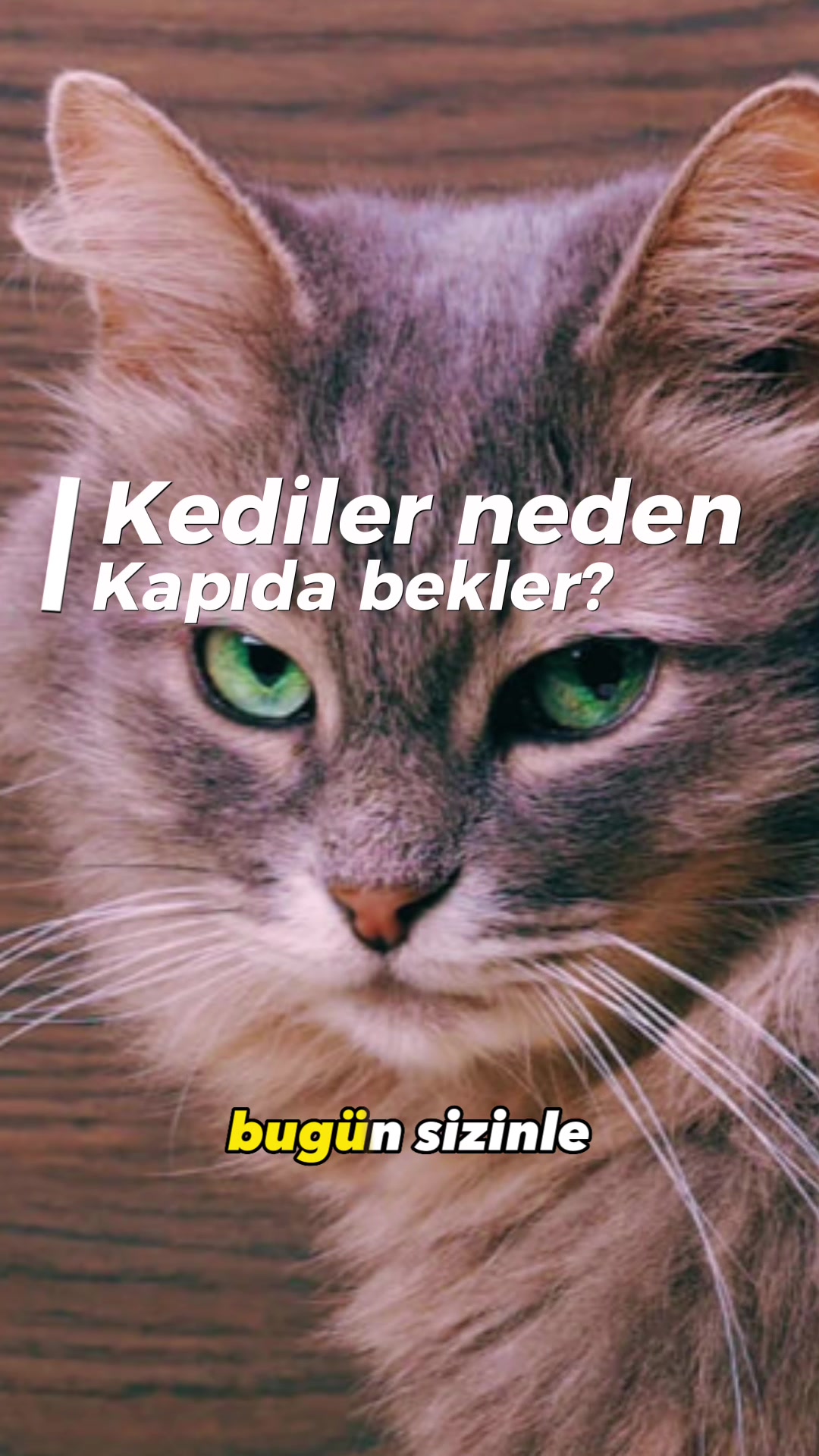 @zekadolabi