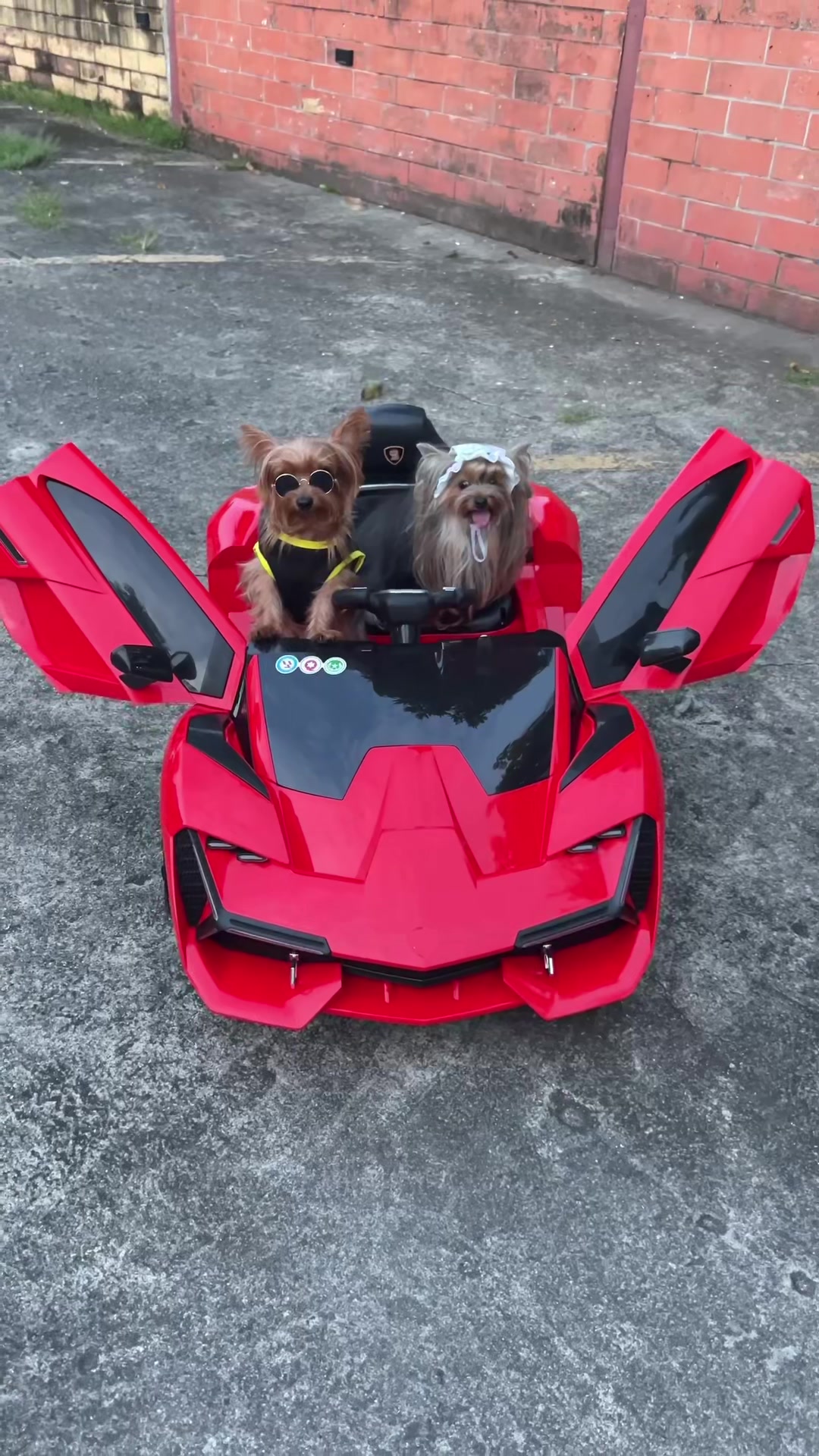 @พี่ขุงขิง & น้องโคโค่ 🐶💕