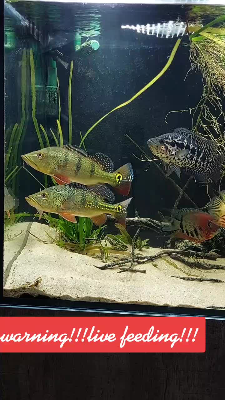 @South american cichlid