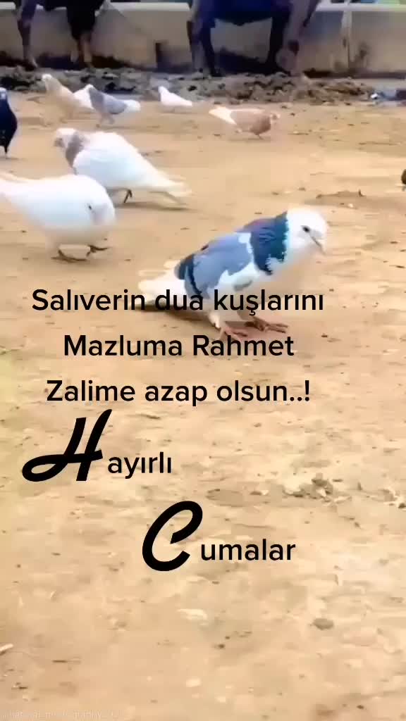 @Arzu safiye