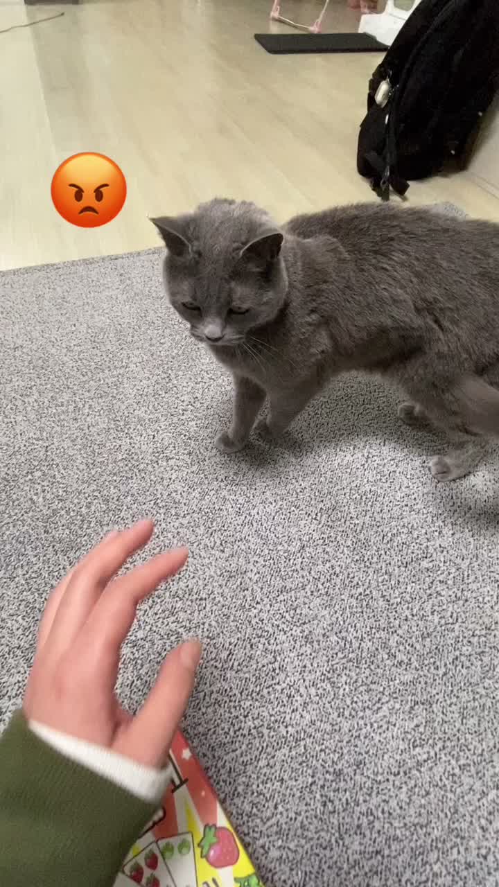 @별이집사😻