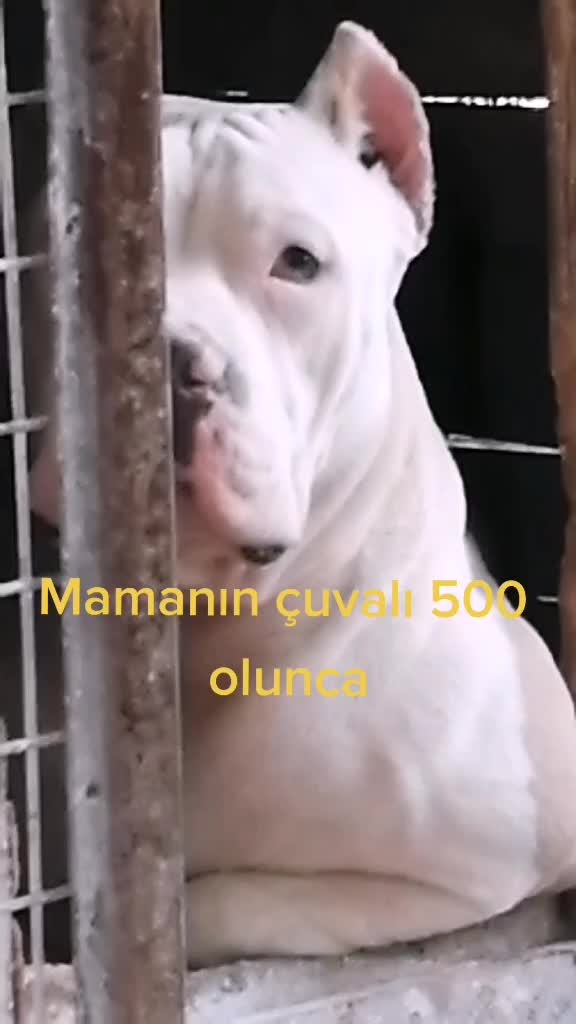 @Onur Akmaz530