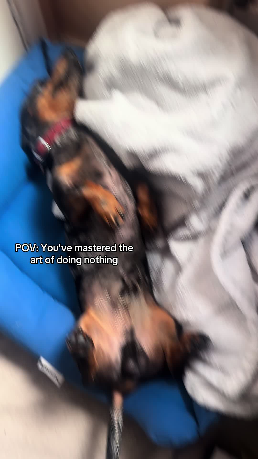 @dibblydobbly_dax