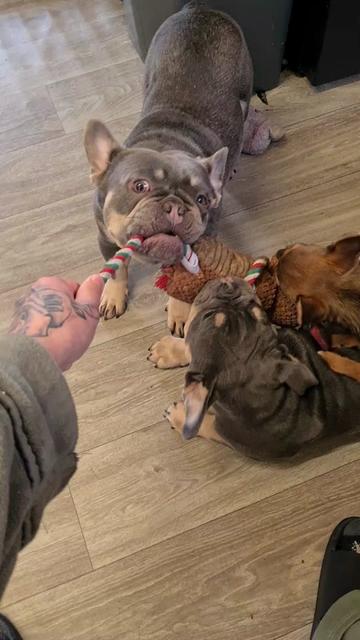 @dontbullymybreed