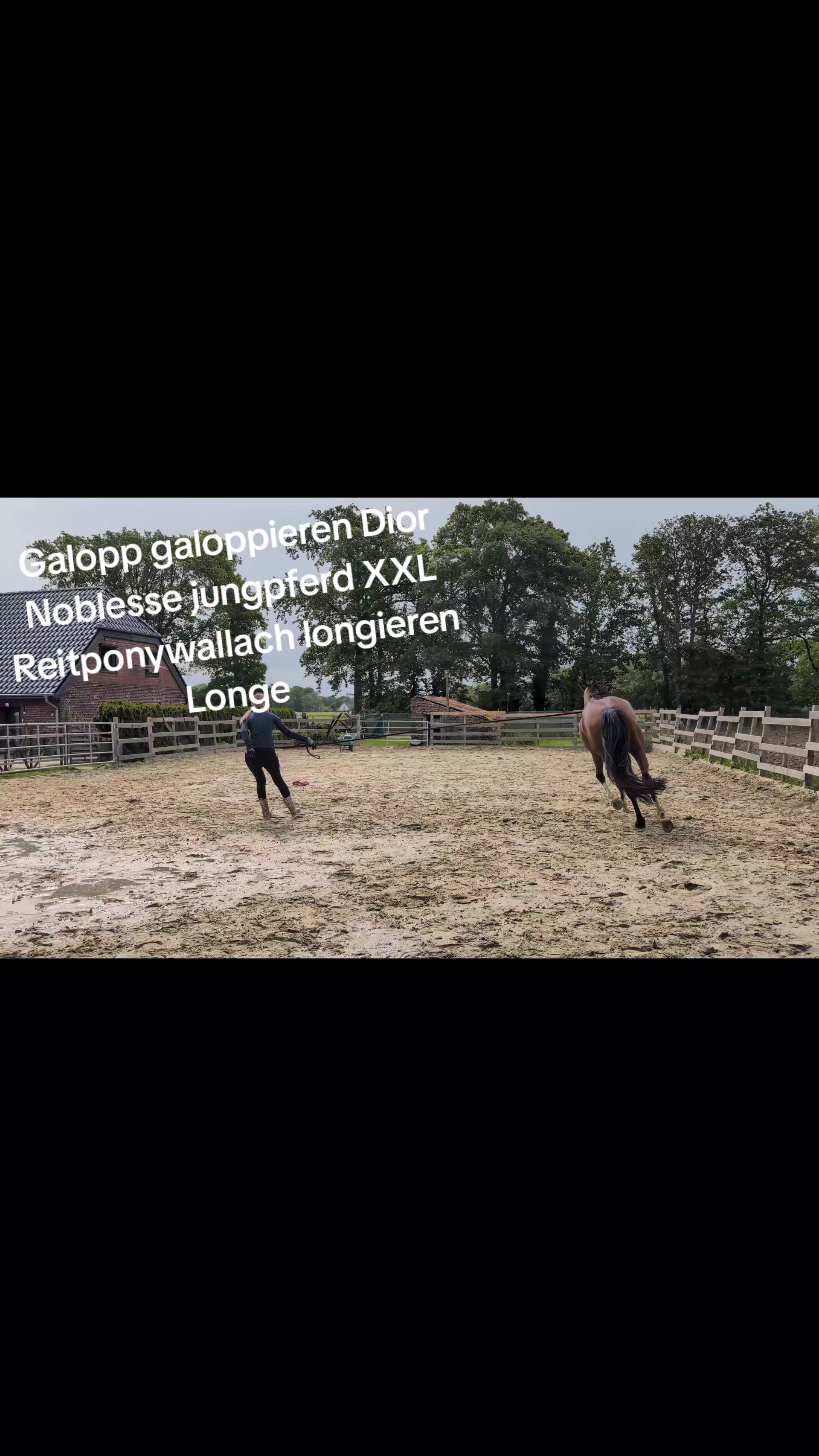 @Steffis_horse_world