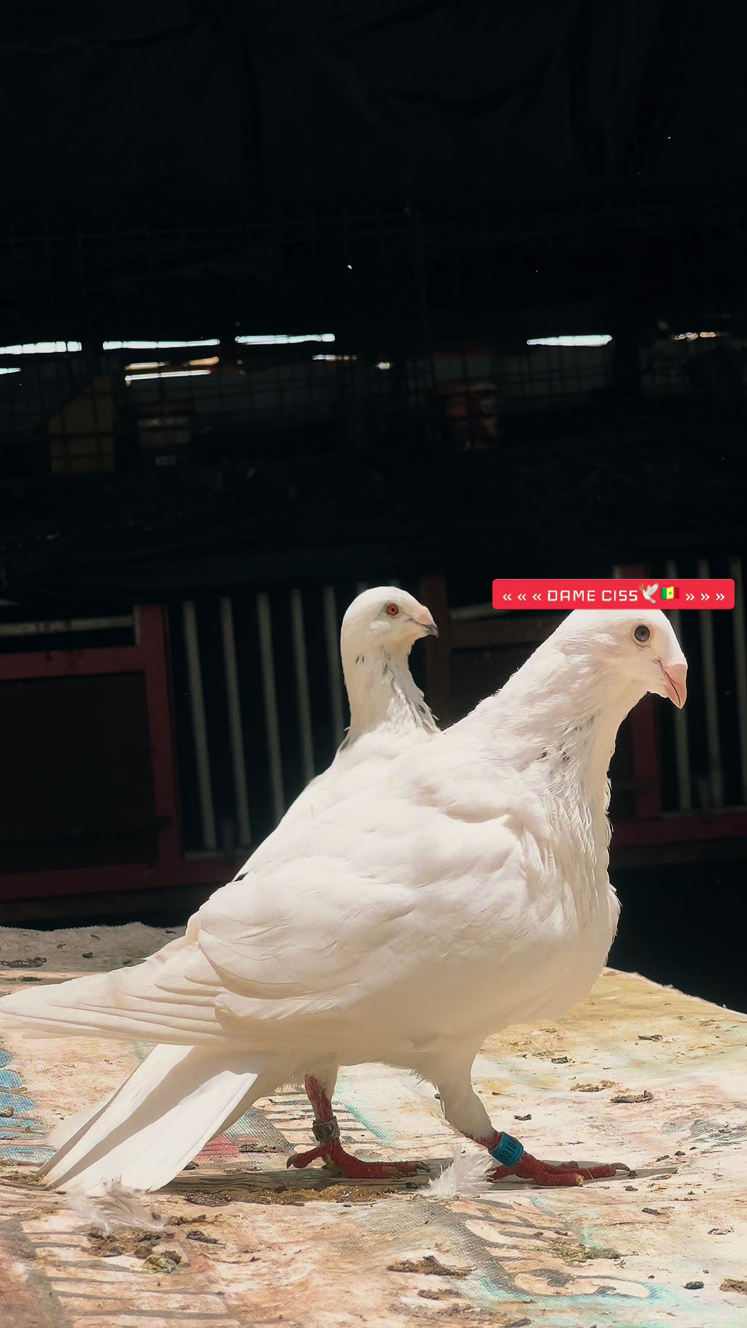 @DAME CISS🕊️🇸🇳