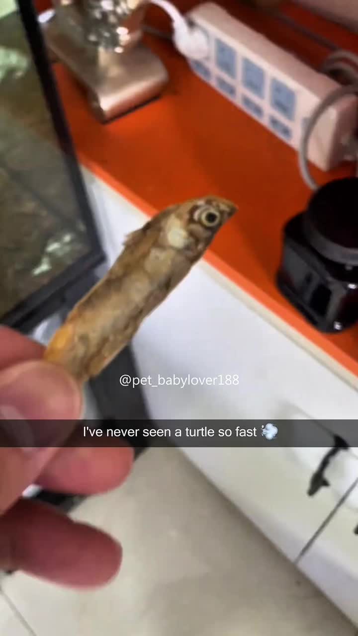 @Pet_babylover188