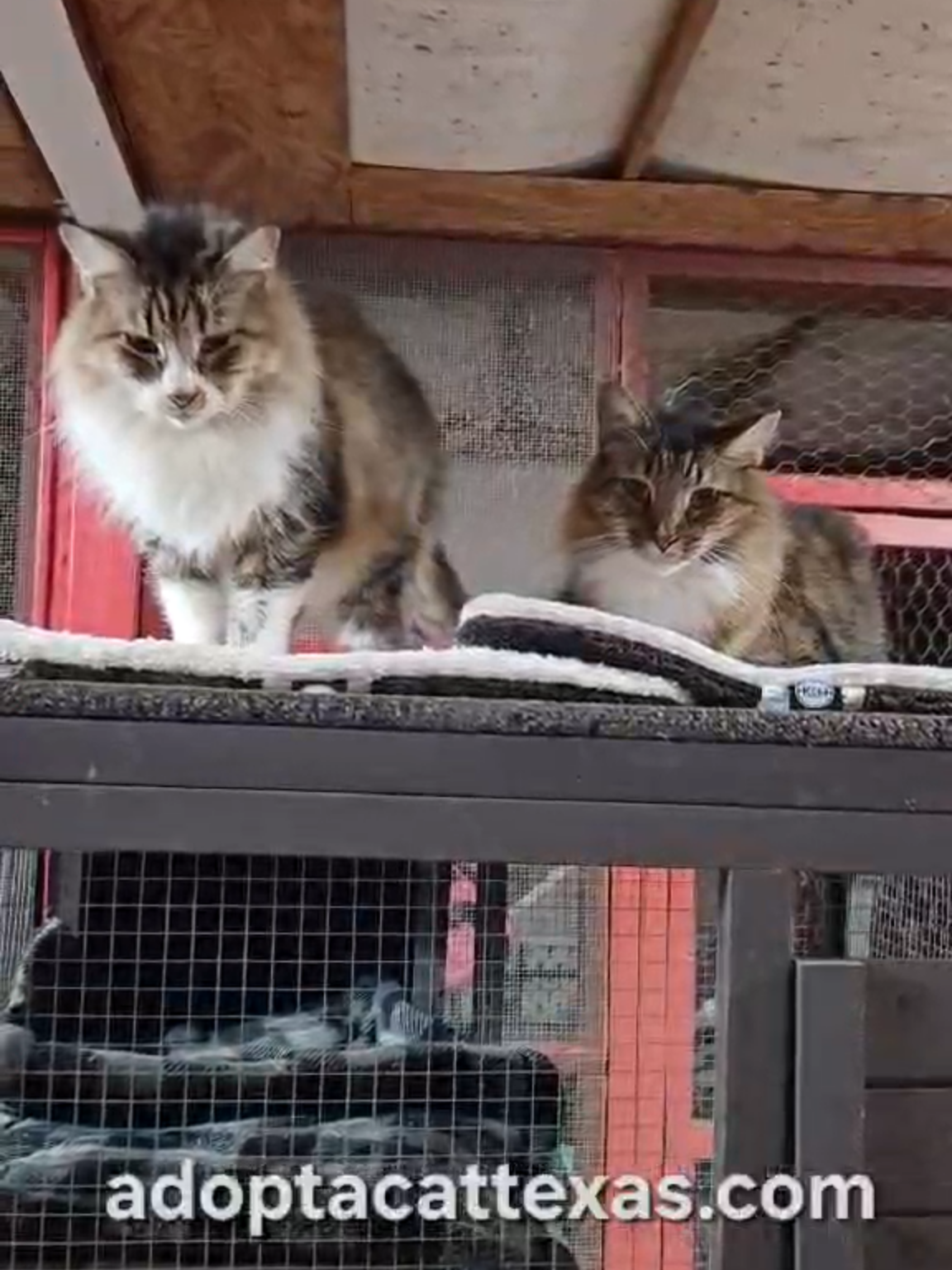 @Adoptacatinc