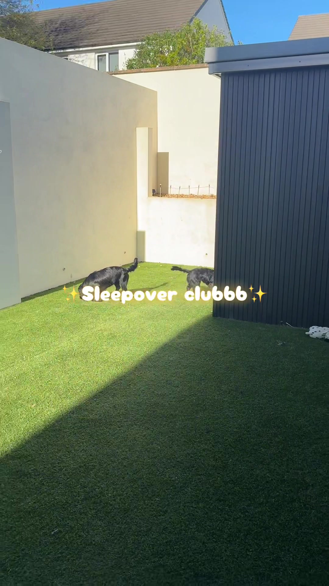 @maggie.moo.cocker