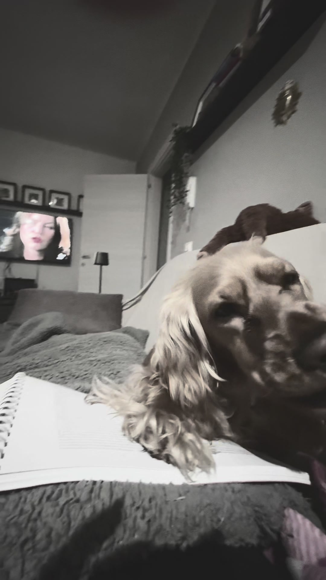 @🌸🐶Pamela Cocker Spaniel🐶🌸