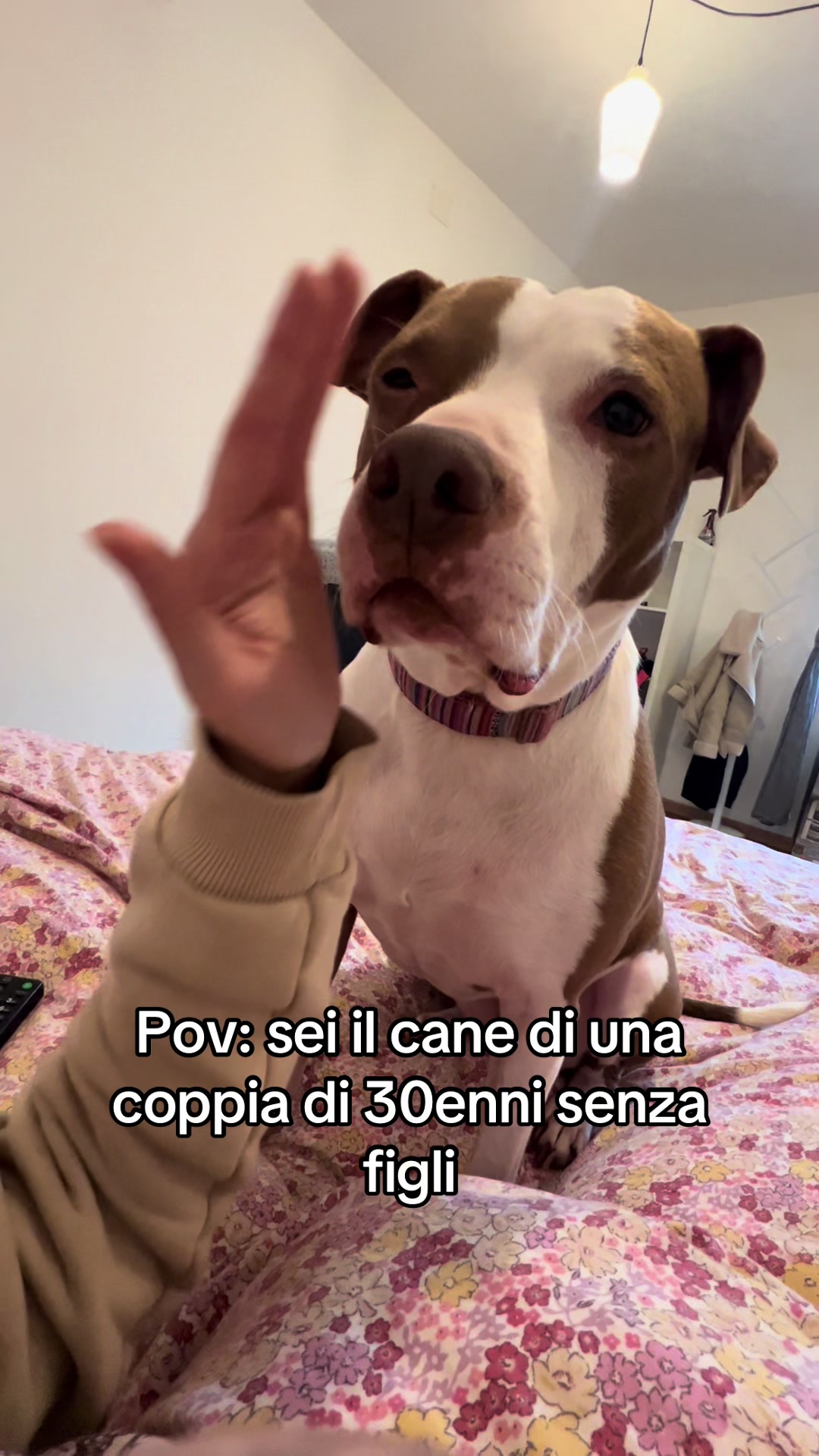 @Primula&Stella