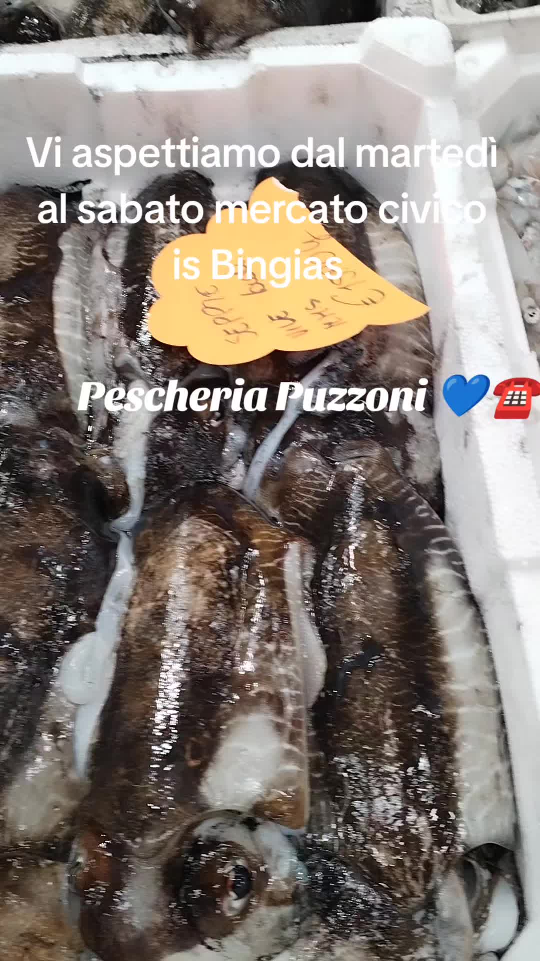 @sbrabipuzz