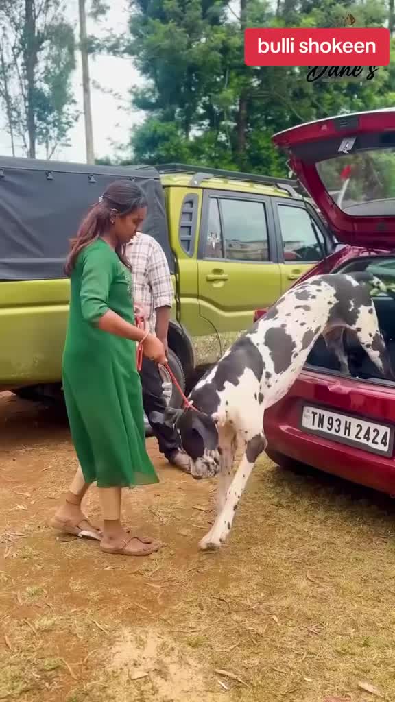 @bullishokeen2