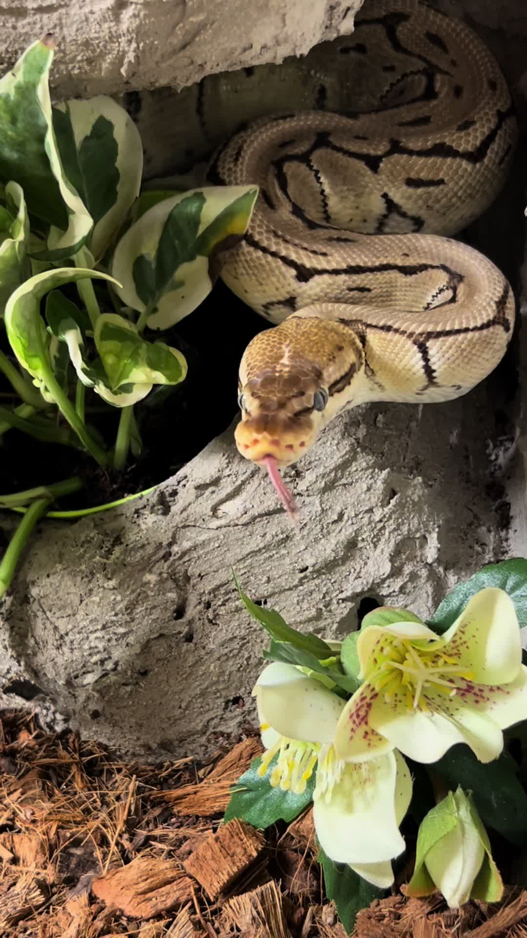 @Tu.snakes