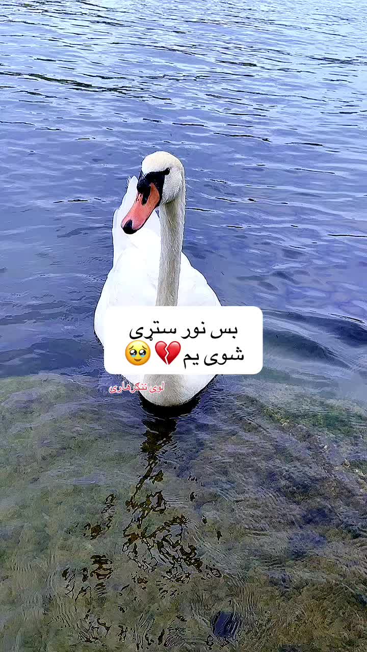 @🍃💔𓆩 رئیس شُوخ هلک 𓆪🥹🍃