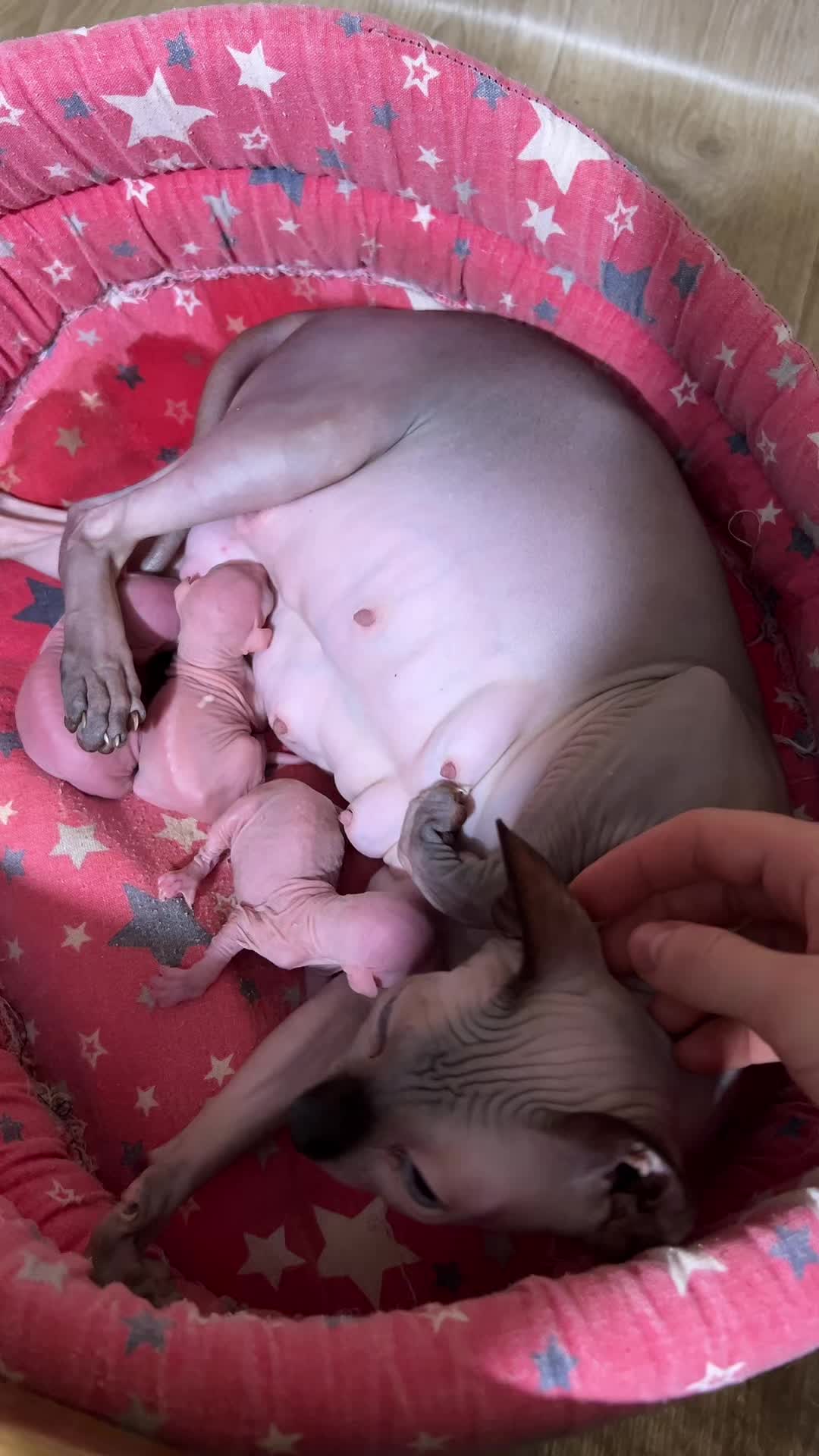 @Diana Ciortan Sphynx Romania