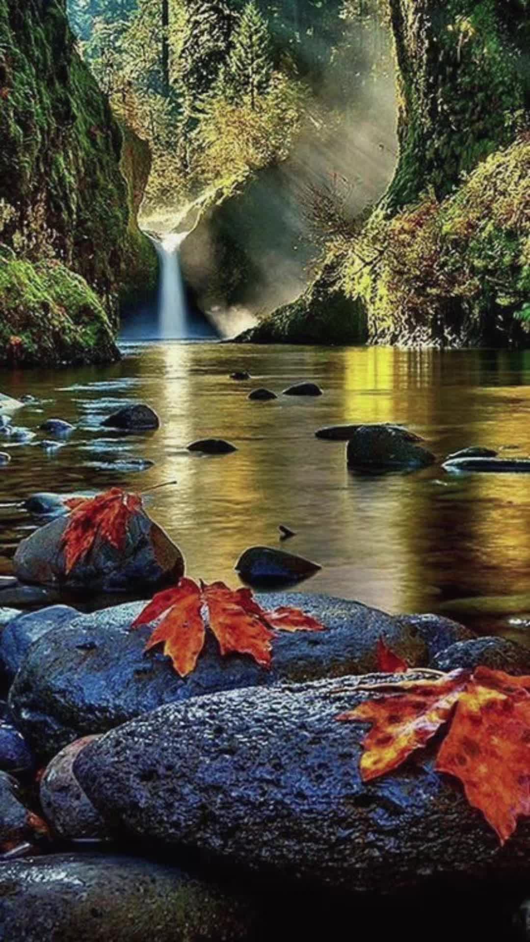 @🖤