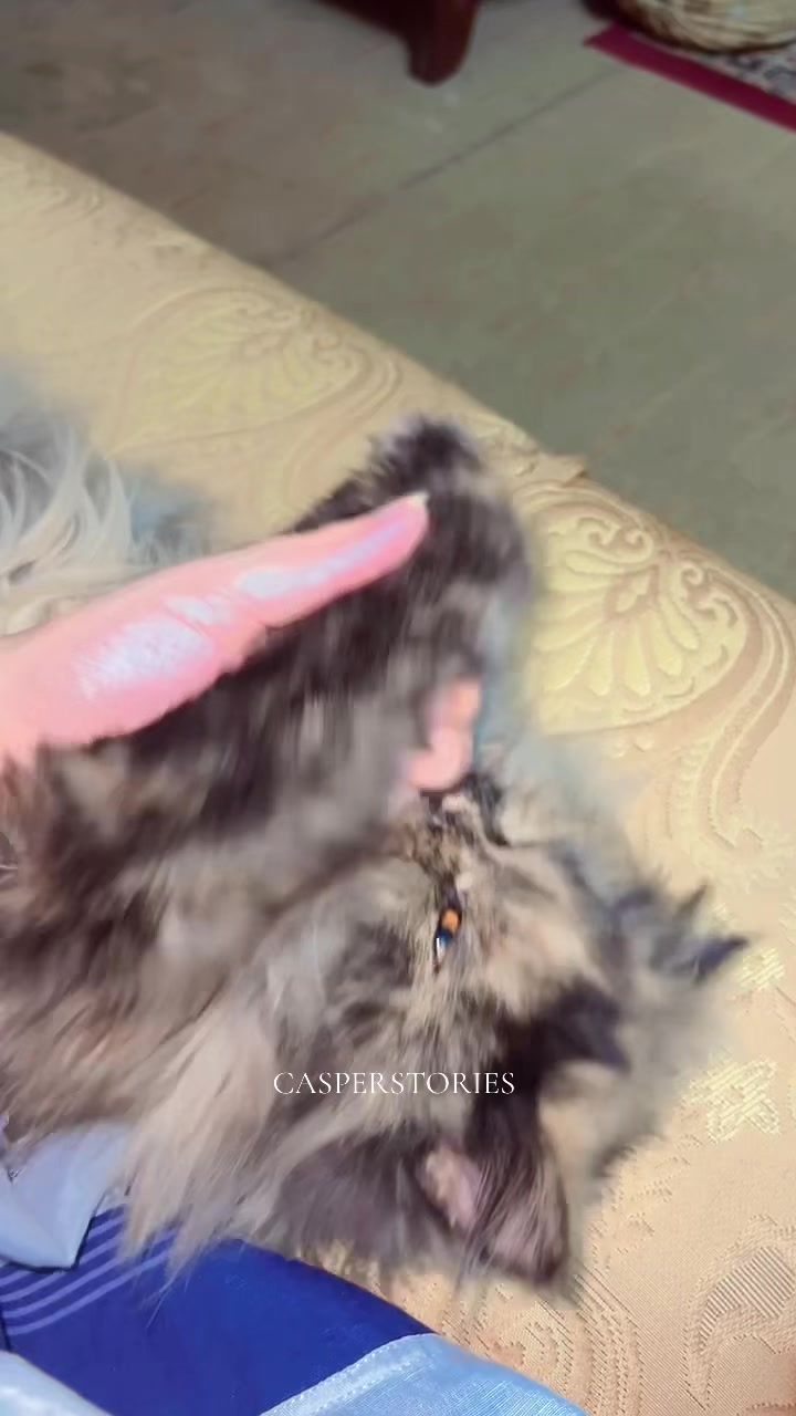 @๐ช๐๐๐๐๐ & ๐ด๐๐๐๐๐ ๐พ