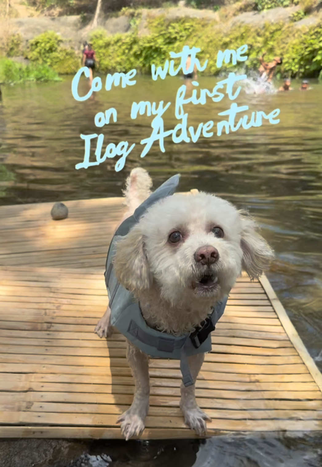 @Coco the poodle