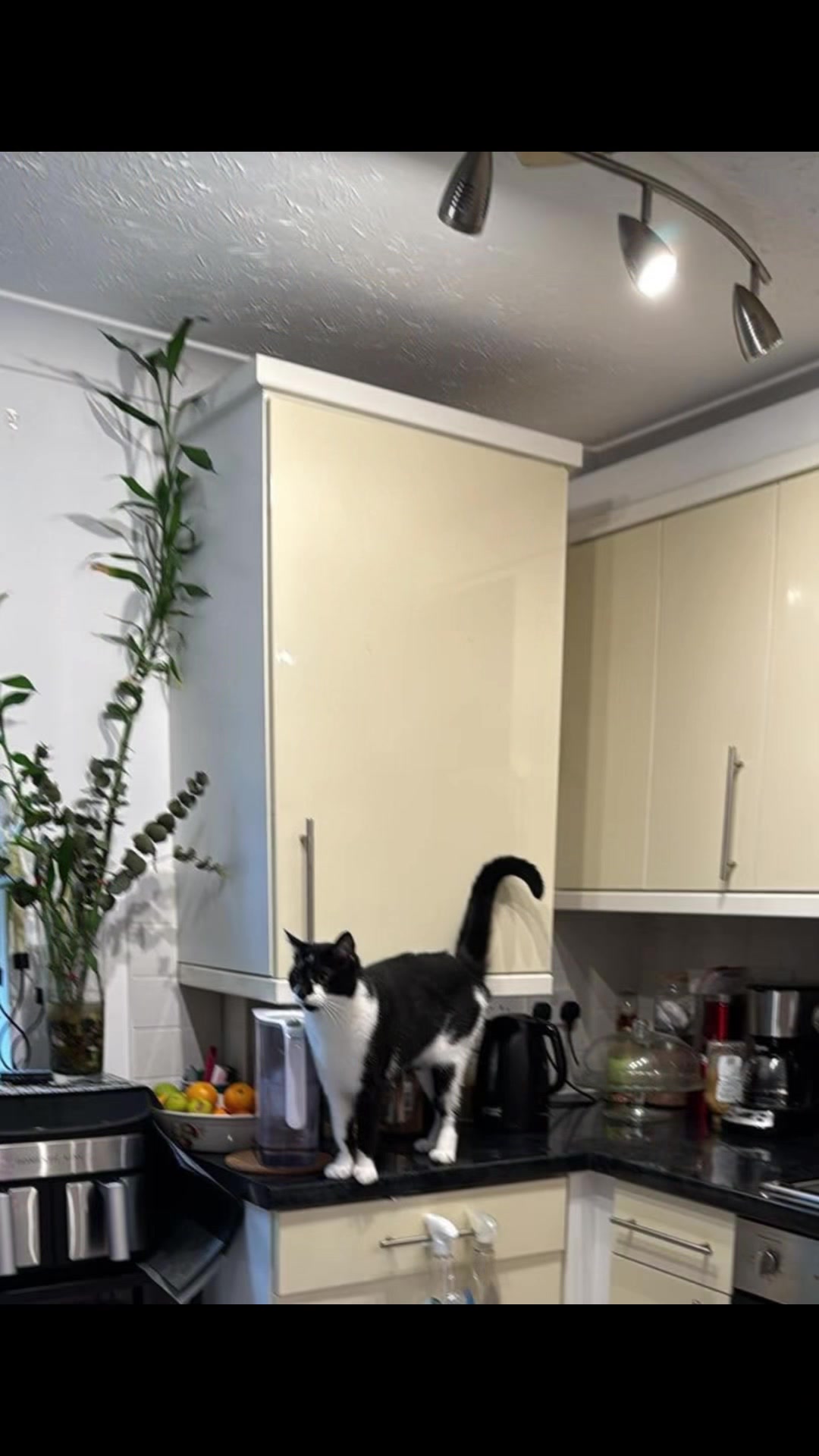 @Chibi.the.cat