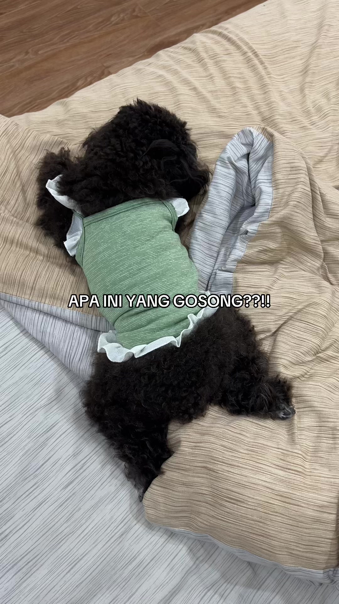 @chippi the poochon
