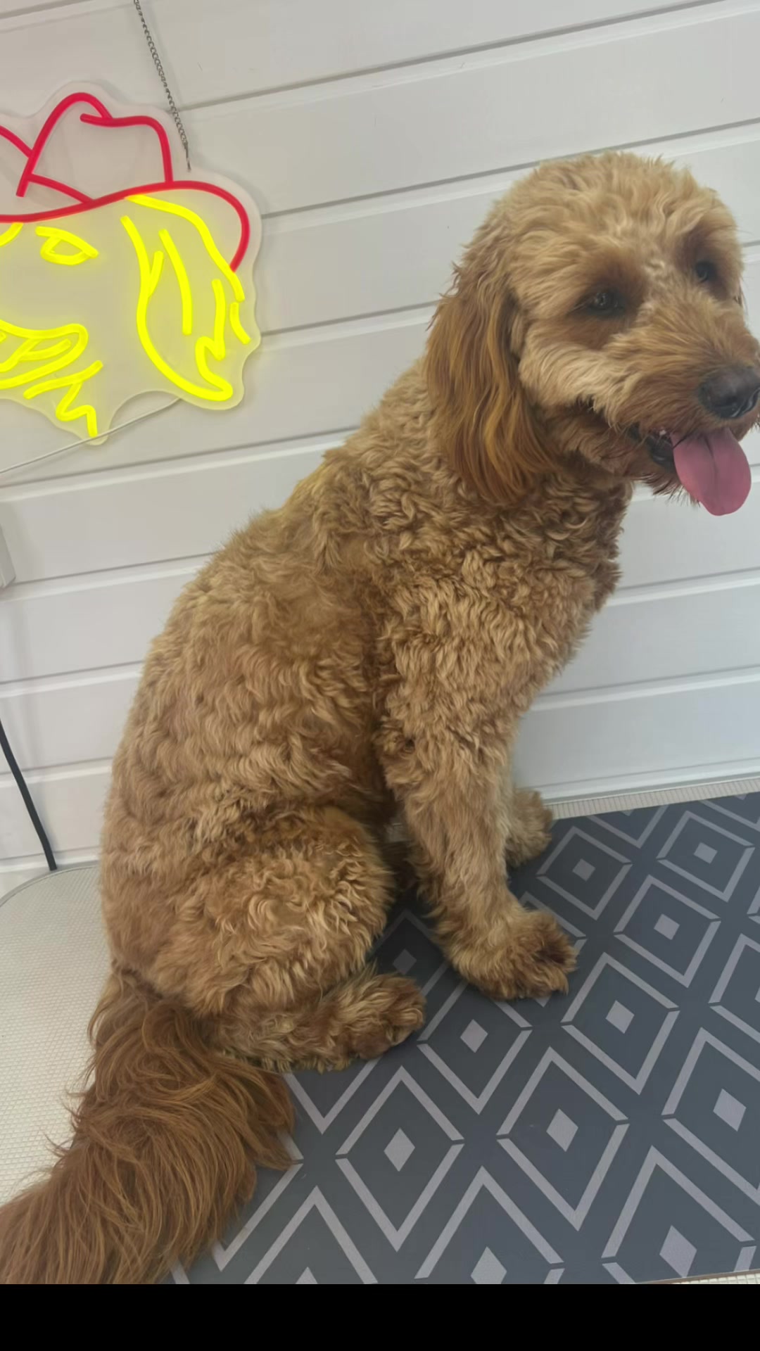 @Sion’s Dog Grooming 🐾