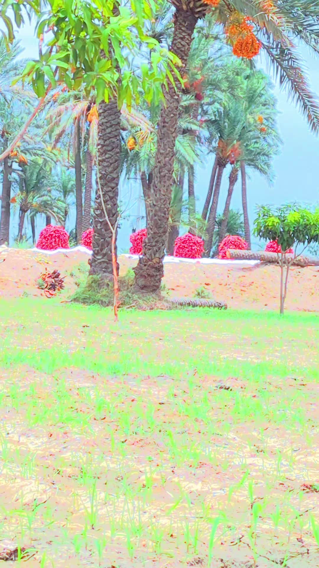 @حمزہ ضدی