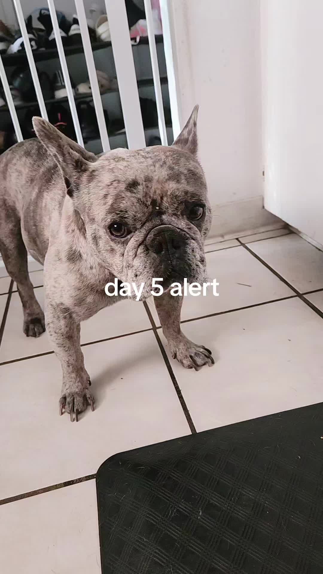 @RusselfromUp