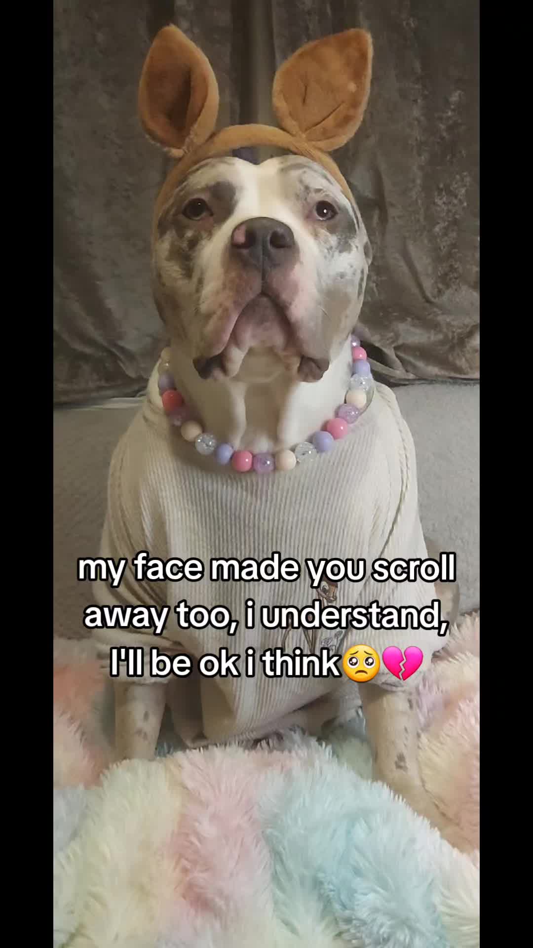 @kirsty+starlight the xl bully