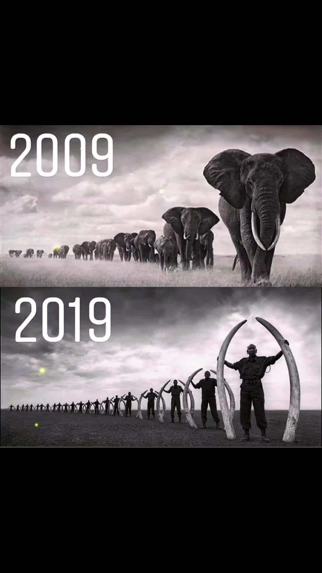 @Awakeningtiger Ébredőtigris