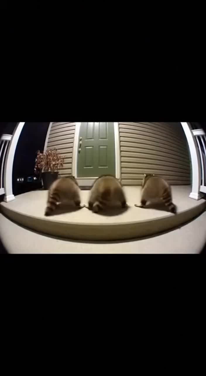 @petsmadnesstv