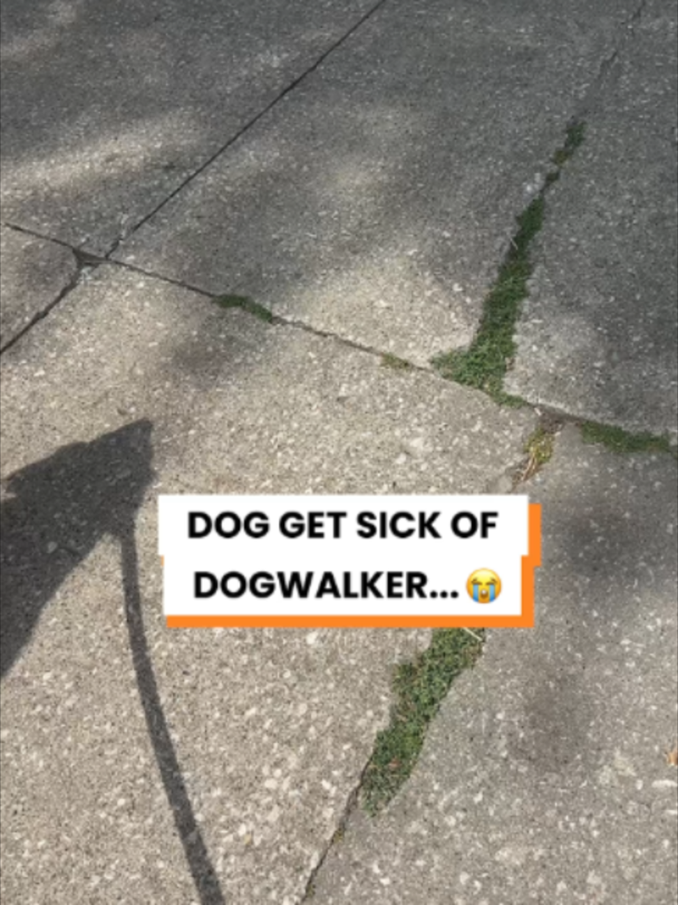 @Go Fetch