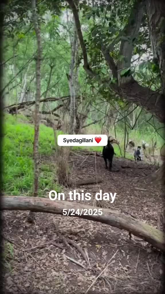 @SyedaGillani
