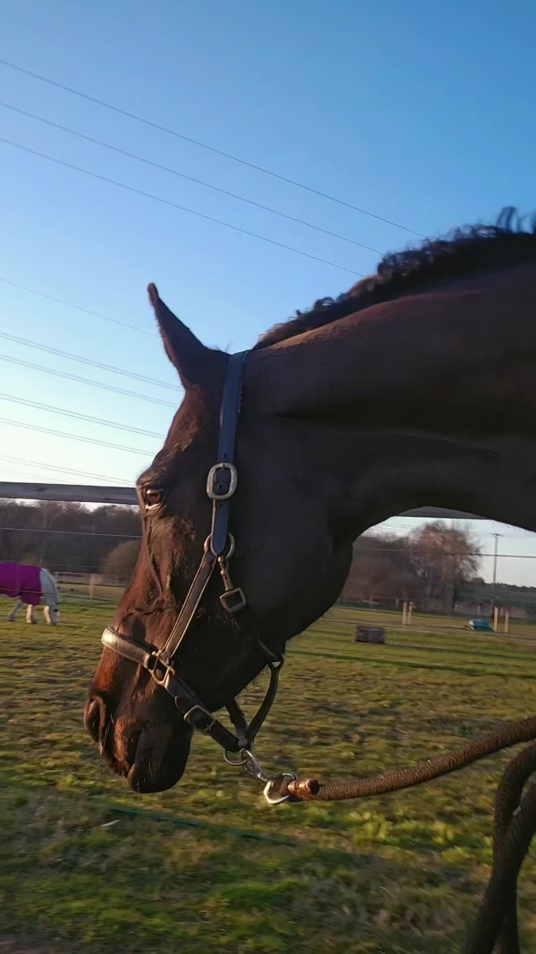 @Chase Gate Equine