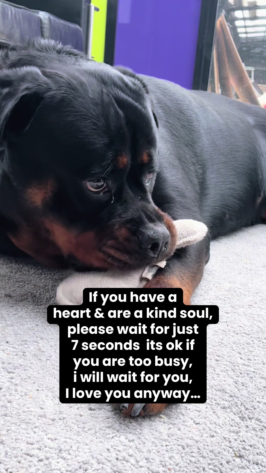 @❤️Rottiexena❤️Rottweiler Dog