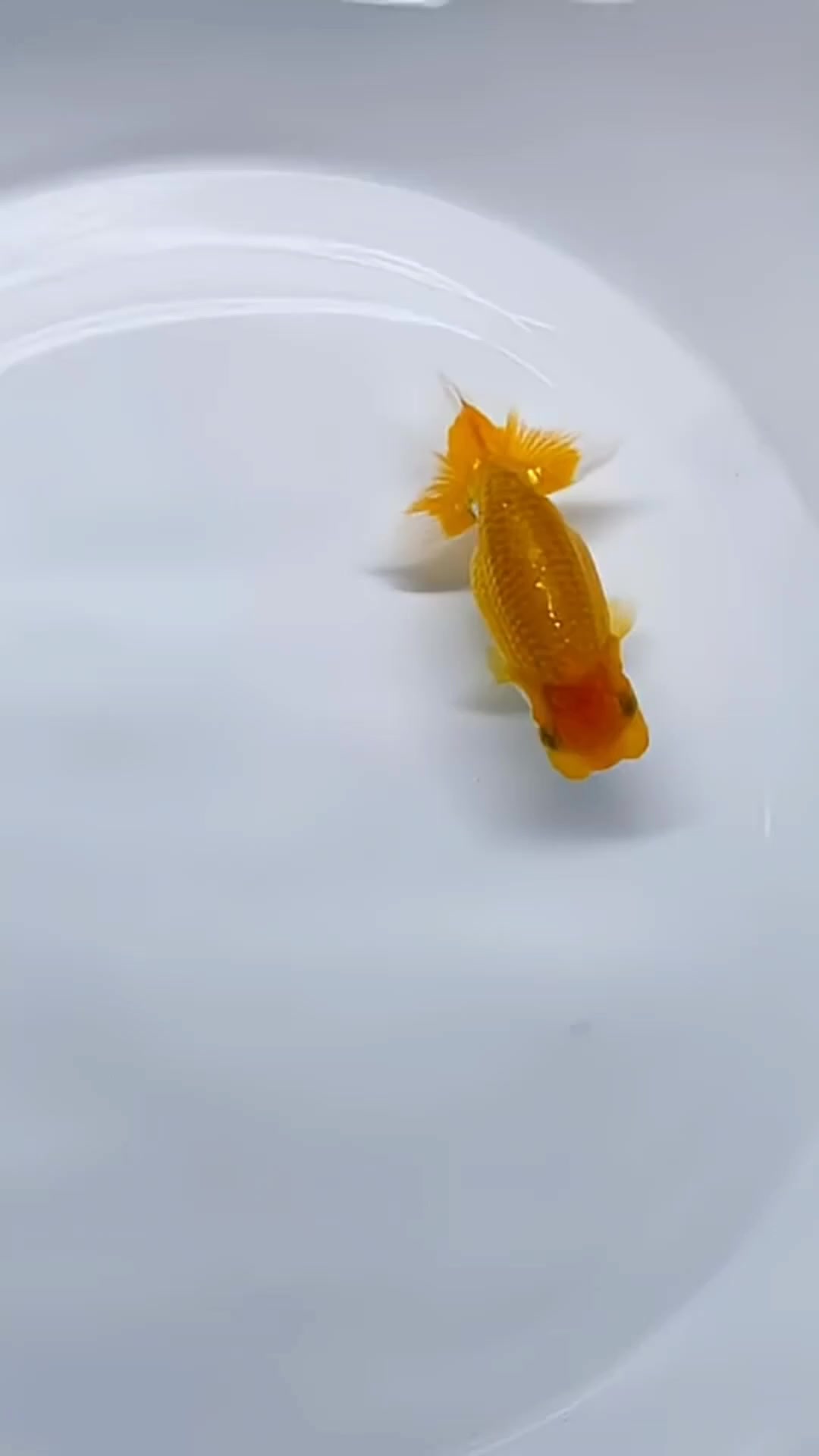 @𝕂𝕚𝕟𝕘 𝔾𝕠𝕝𝕕𝕗𝕚𝕤𝕙 3