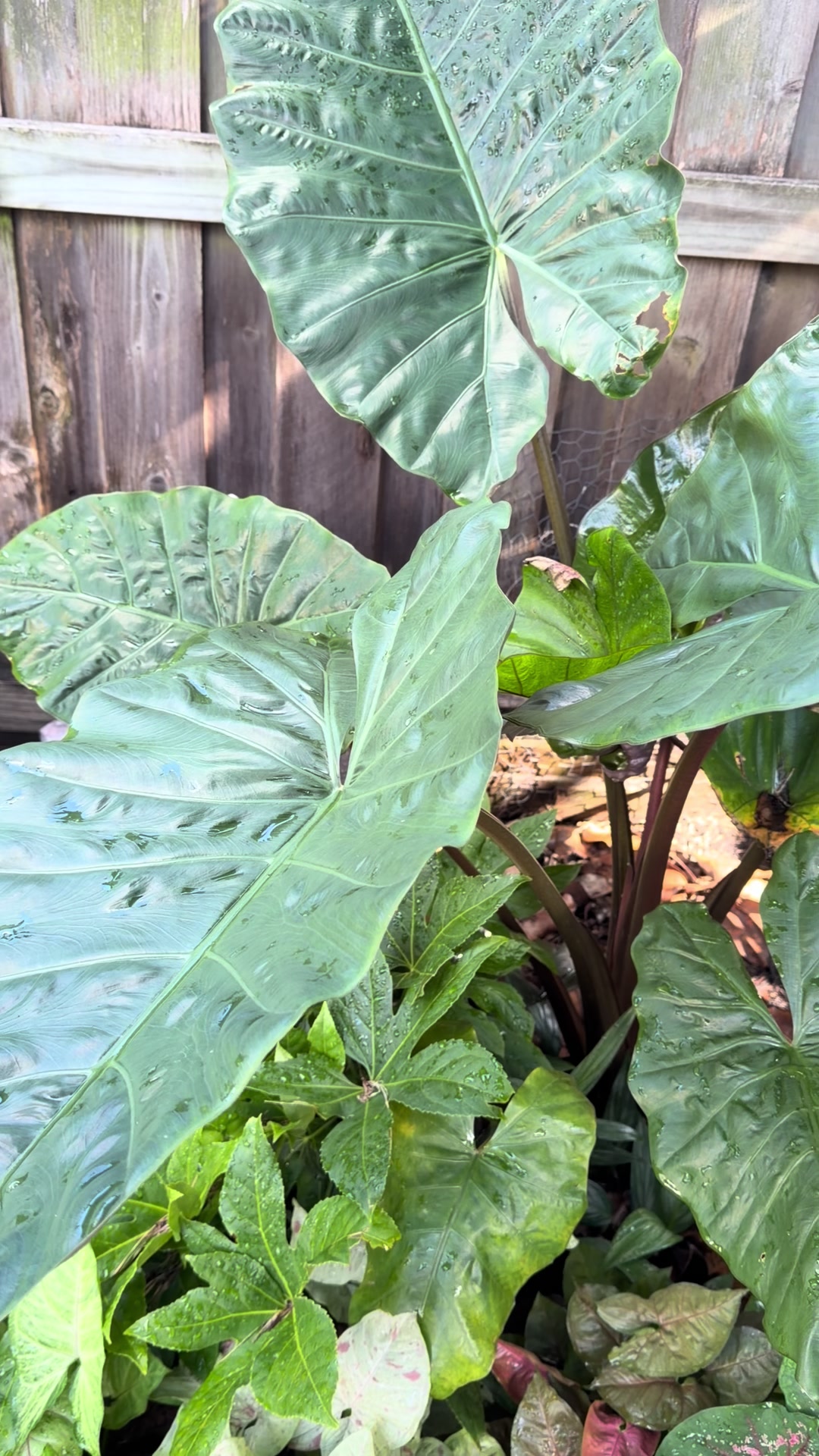@Moon Root Magic Plant House