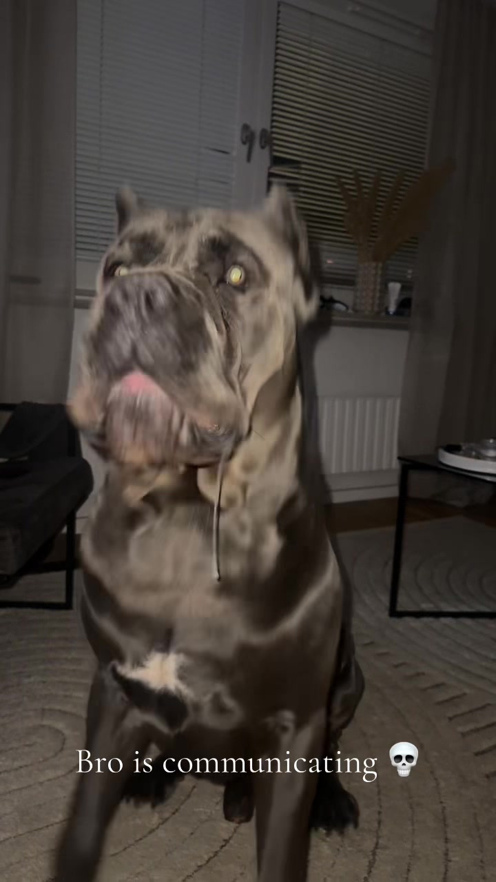 @CaneCorsoAres