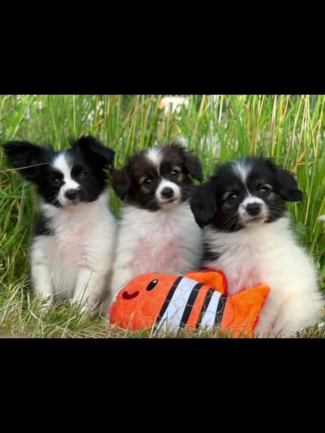 @Jegermeg98