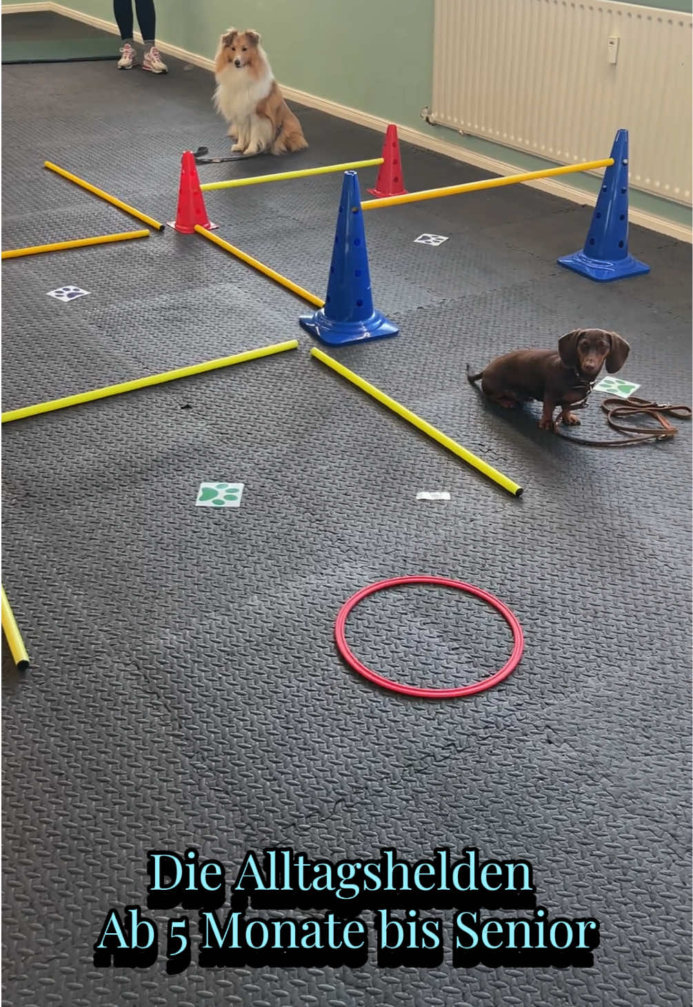 @Shyva Hundezentrum