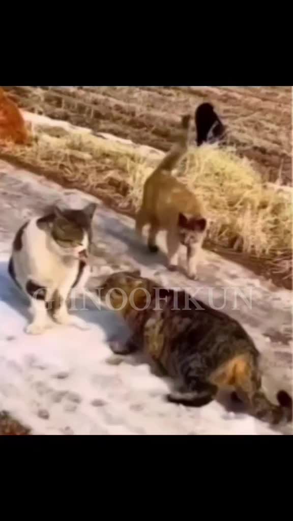 @GJINOOFIKUN🇦🇱✅️