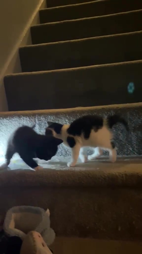 @Chloe Cat
