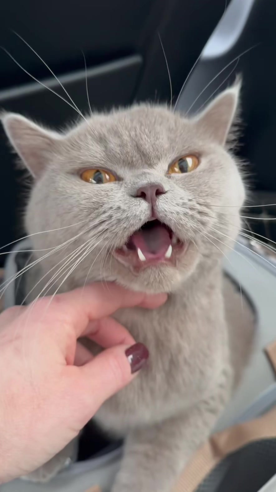 @Purrpawspals ✨