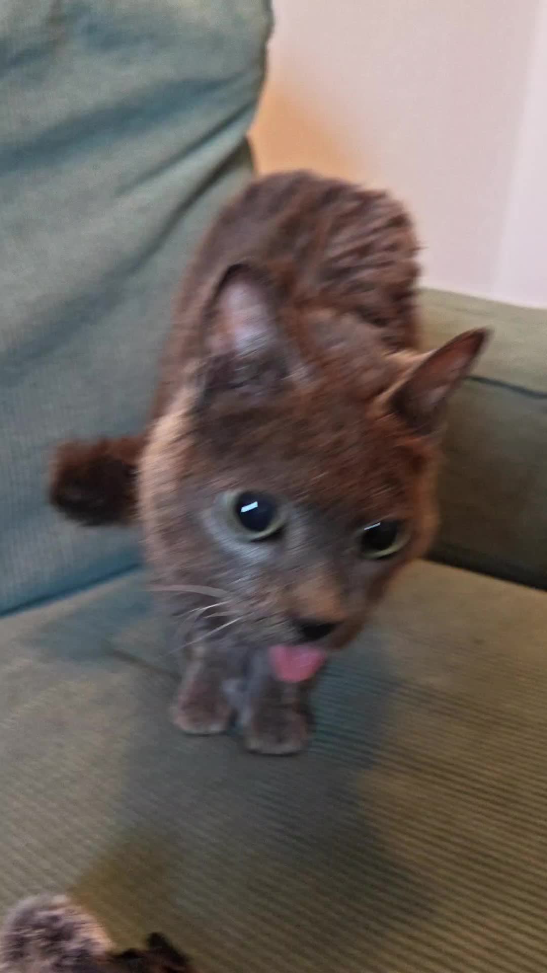 @blu_the_blep