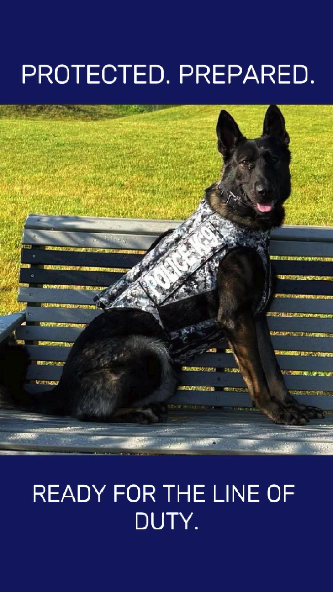 @Vested Interest in K9s, Inc.