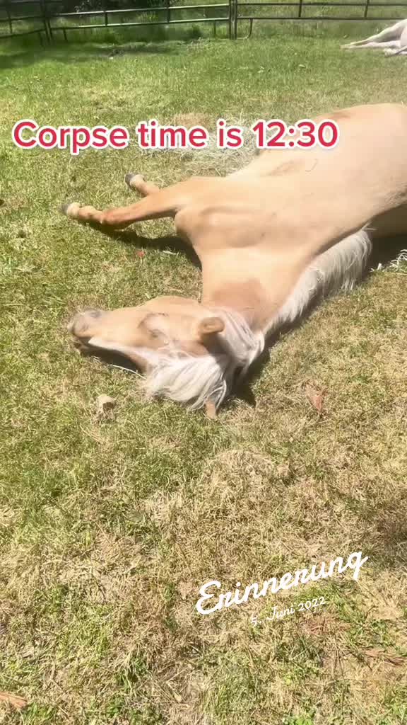 @Sandra&rsquo;s pale herd 🐴