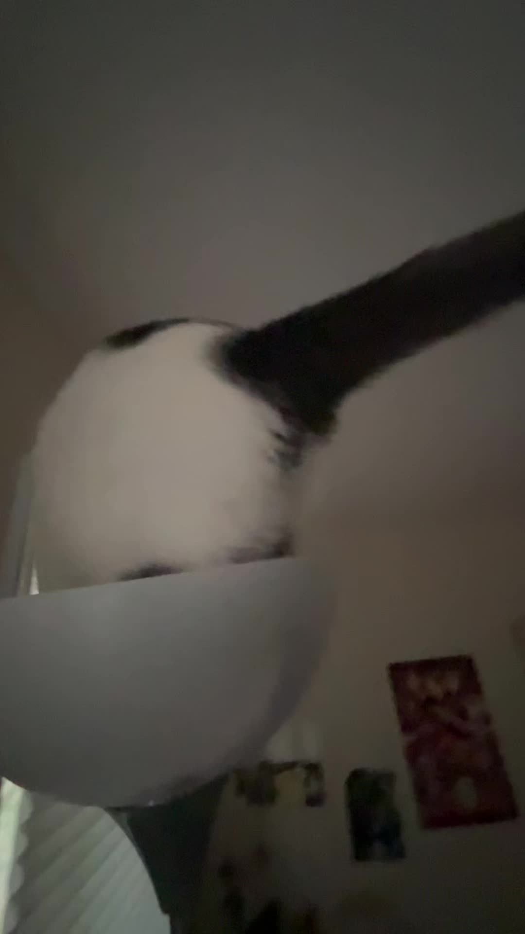 @🐈&zwj;⬛