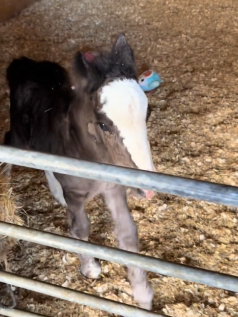 @Horses TikTok