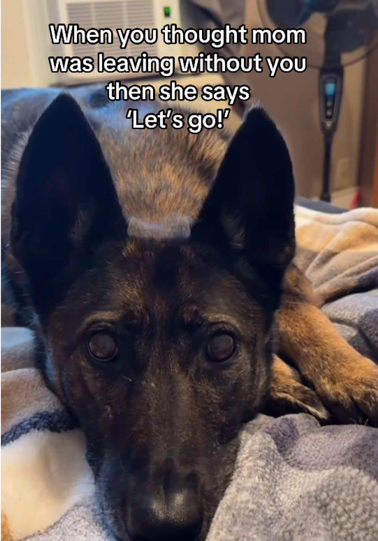 @K9 Dina